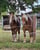 Horse ad