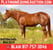 Horse ad