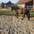 Annuncio cavallo