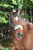 Horse ad
