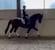 Horse ad