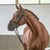 Annuncio cavallo