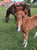 Horse ad
