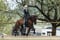 Horse ad