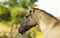 Horse ad