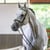 Annuncio cavallo