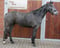 Horse ad