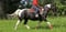 Horse ad
