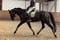 Horse ad