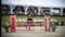 Horse ad