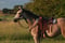Horse ad