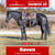 Paardadvertentie