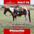 Annuncio cavallo
