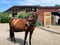 Annuncio cavallo