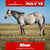 Annuncio cavallo