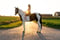 Annuncio cavallo