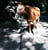 Horse ad
