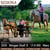 Annuncio cavallo