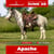 Annuncio cavallo