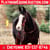 Horse ad