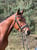 Anuncio de caballos