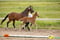 Annuncio cavallo