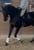 Horse ad