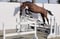 Annuncio cavallo