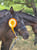 Horse ad