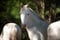 Annonce cheval