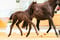 Horse ad