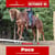 Annuncio cavallo
