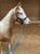 Horse ad