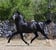 Annuncio cavallo