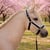 Horse ad