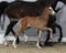 Annuncio cavallo