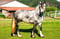 Annonce cheval