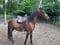 Horse ad