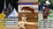Horse ad