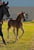 Annuncio cavallo