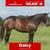 Horse ad