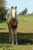 Horse ad