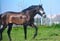 Annuncio cavallo