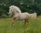 Horse ad