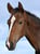 Horse ad
