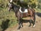 Horse ad
