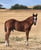 Horse ad