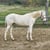 Annuncio cavallo