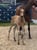 Horse ad