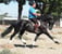 Horse ad